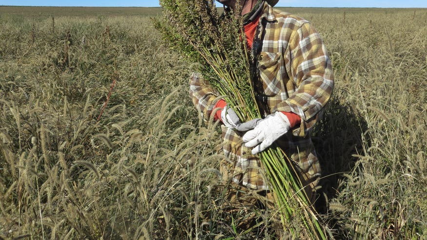 Food And Farm Industrial Hemp.jpg